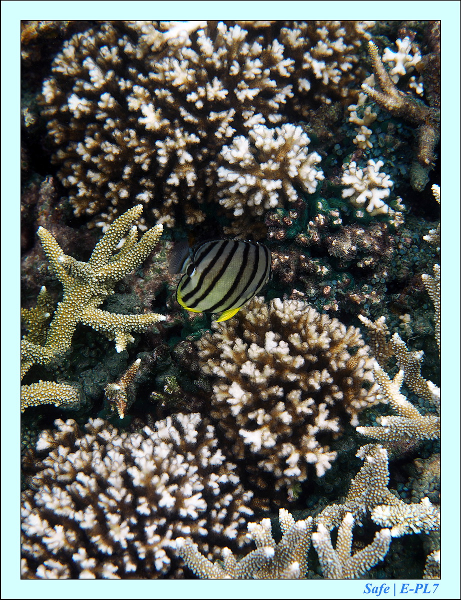 2015   07   Peranthian Islands 60